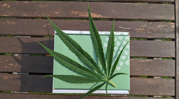 A picture of a marijuana leaf lying on top of a cardboard box