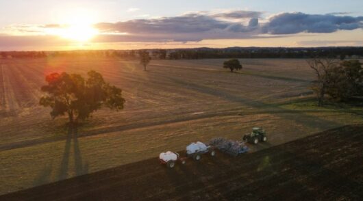 Australian wheat farm at sunset.