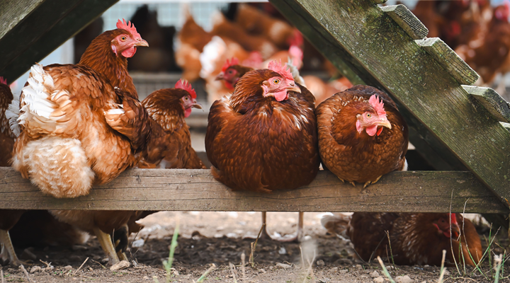 The best way to back egg farmers during bird flu? Keep buying eggs